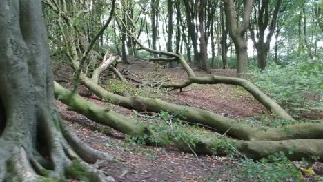 moviéndose a través de los árboles de los bosques - follaje