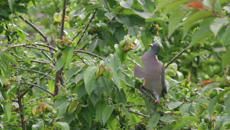 Wild-wood-pigeon-sitting-perched-high-up-in-a-sycamore-tree-in-the-UK-countryside