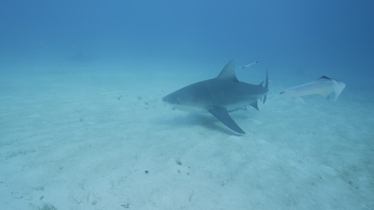 Um tubarão desliza sobre o fundo arenoso do oceano em águas tropicais claras