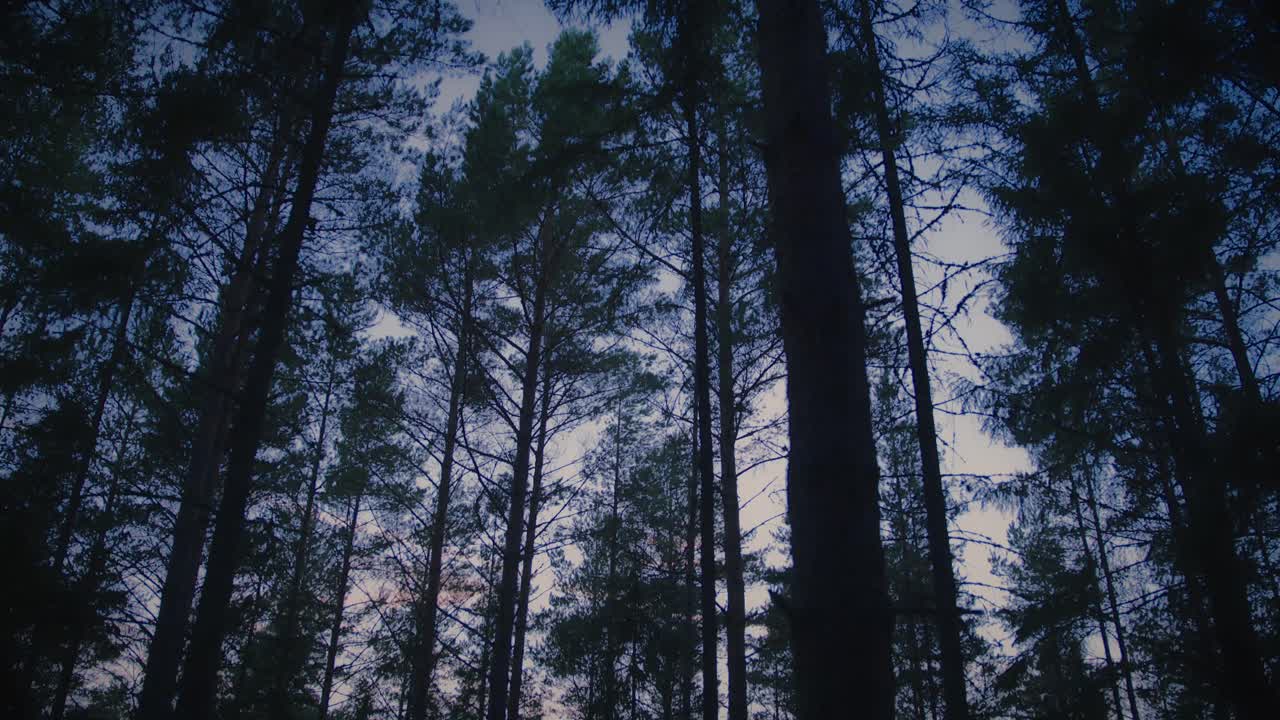 Cime degli alberi in una fitta pineta nel Nord Europa