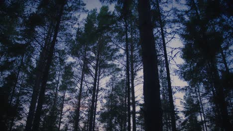 las copas de los árboles en un bosque de pinos oscuros en el norte de europa