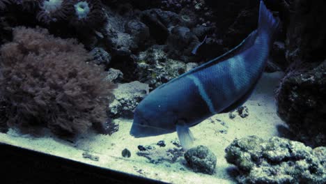 Clown-Coris-Fish-Swimming-In-The-Aquarium-In-Gdynia,-Poland