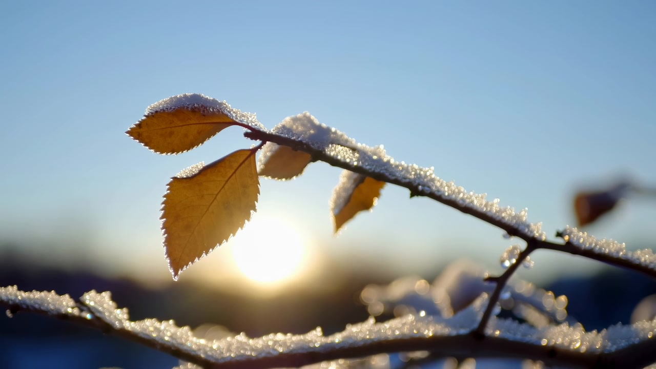 Golden leaves and slender twigs remain edged with fresh snow as low sunlight shines through, creating bright crystal highlights, soft background blur, and calm cold outdoor detail.