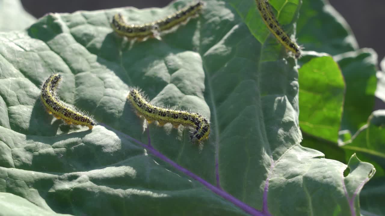 고추 잎에 있는 애벌레