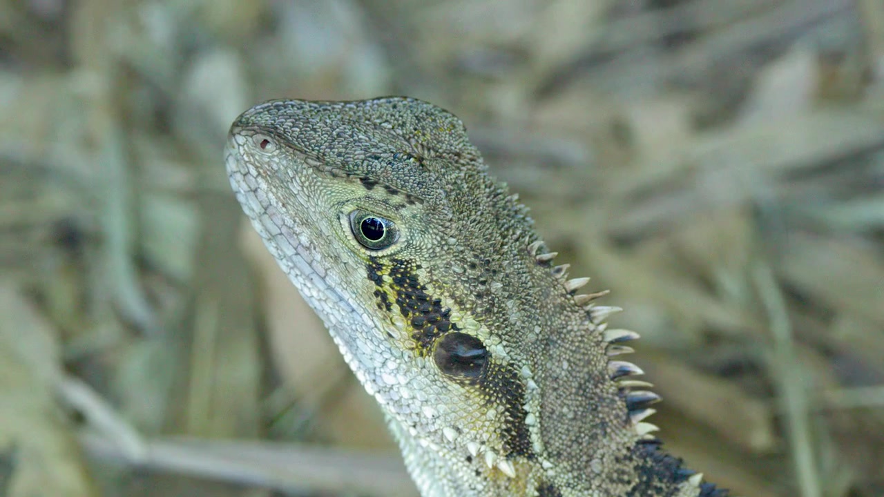 Close-up of an Australian Water Dragon Lizard in Nature