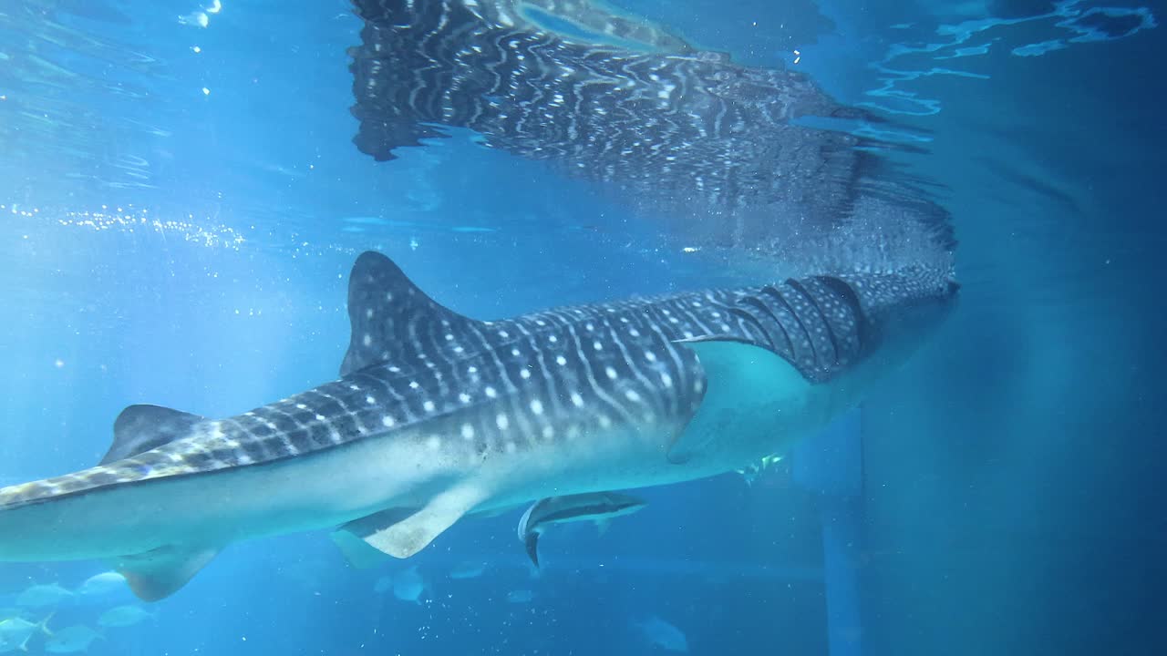 un tiburón ballena se desliza a través de las aguas del acuario