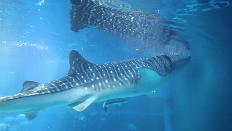 un tiburón ballena se desliza a través de las aguas del acuario