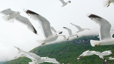 A-Flock-Of-Gulls-Flies-Off-The-Side-Of-A-Cruise-Ship-In-The-Background-Of-The-Fjords-Of-Norway