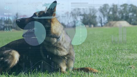 animation of data processing over dog on grass