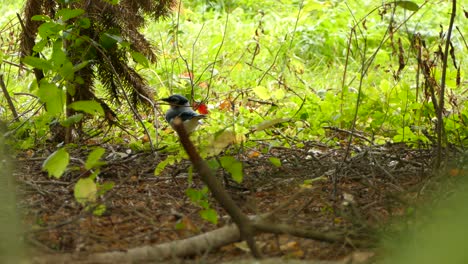 Curious-bluejay-bird-on-the-ground-hops-clumsily-up-and-away