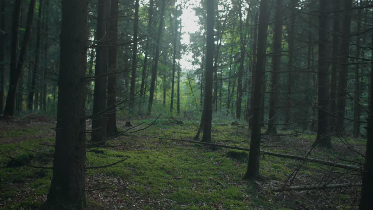 Handheld wide shot in an eerie german forest