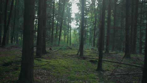 handheld wide shot in an eerie german forest