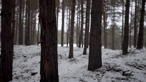 smooth-camera-motion-moving-in-a-snowed-dense-forest-with-tall-trees-while-snowing,-details-of-trees-moody-mystery-shot