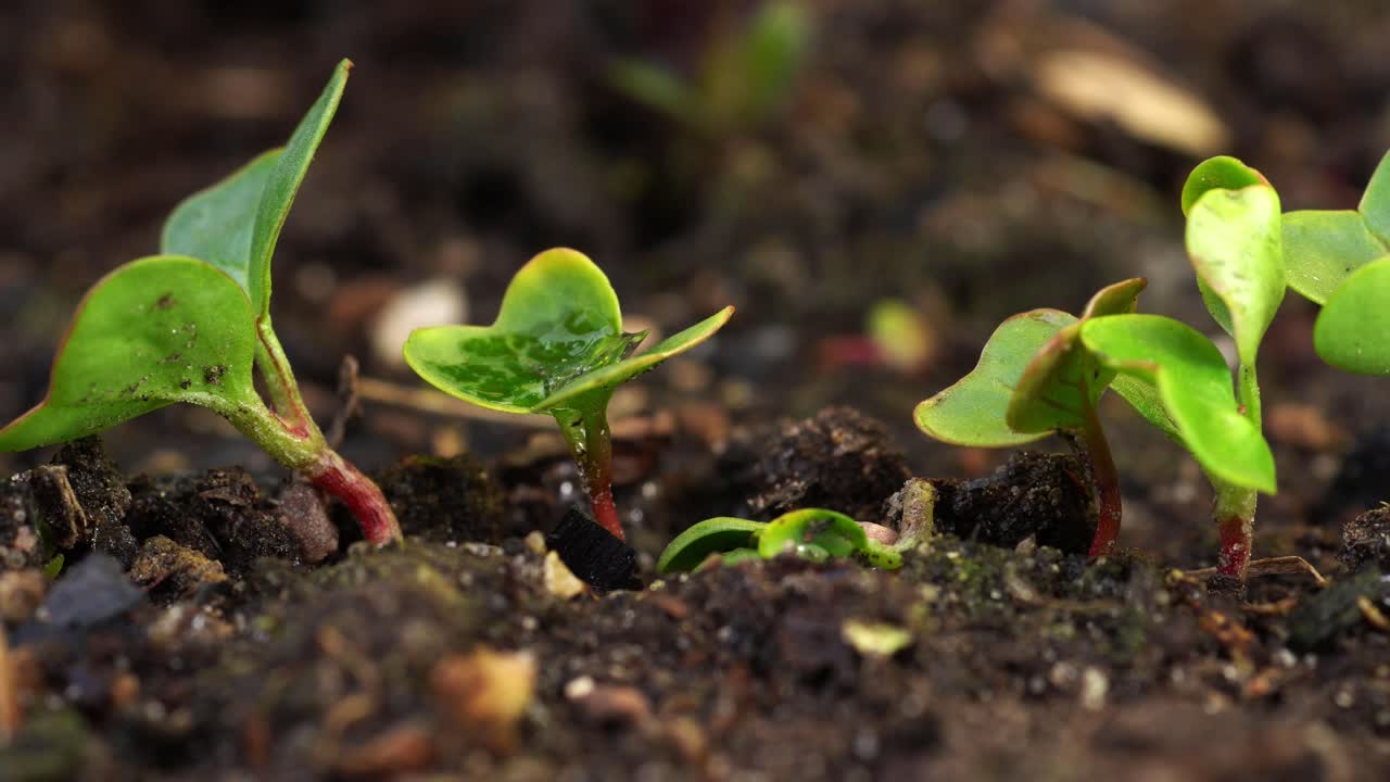 plantas de rábano jóvenes que crecen en una fila en el suelo del jardín