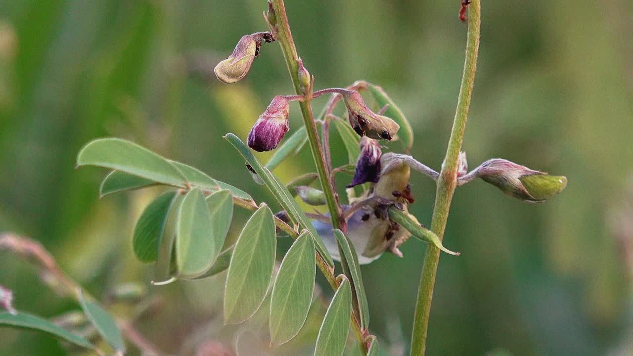 여러 마리의 큰 개미가 식물을 탐험하고 있다