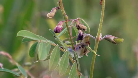 Varias-Hormigas-Grandes-Explorando-Una-Planta