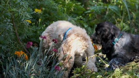 Two-Cute-Spaniel-Puppy-Dog-Friends-in-Colorful-Green-Flower-Garden-in-Slow-Motion,-Fixed-Soft-Focus