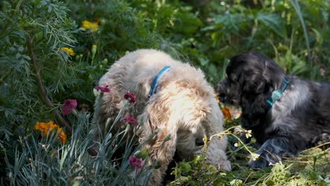 two cute spaniel puppy dog friends in colorful green flower garden in slow motion, fixed soft focus