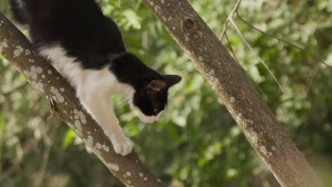 curious black and white cat carefully climbing down a tree in sunny green forest