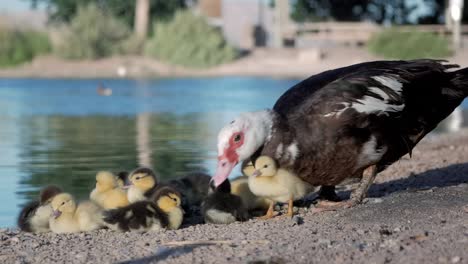 cute beautiful ducklings cuddling under her mother while one of them accidentally falls