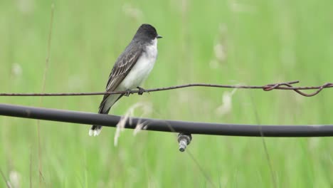 östlicher-Kingbird-Thront-Auf-Einem-Draht-Mit-Bewässerungsrohr-Im-Blick