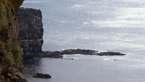 pájaros de gaviota volando en los acantilados de latrabjarg, fiordos del oeste de islandia