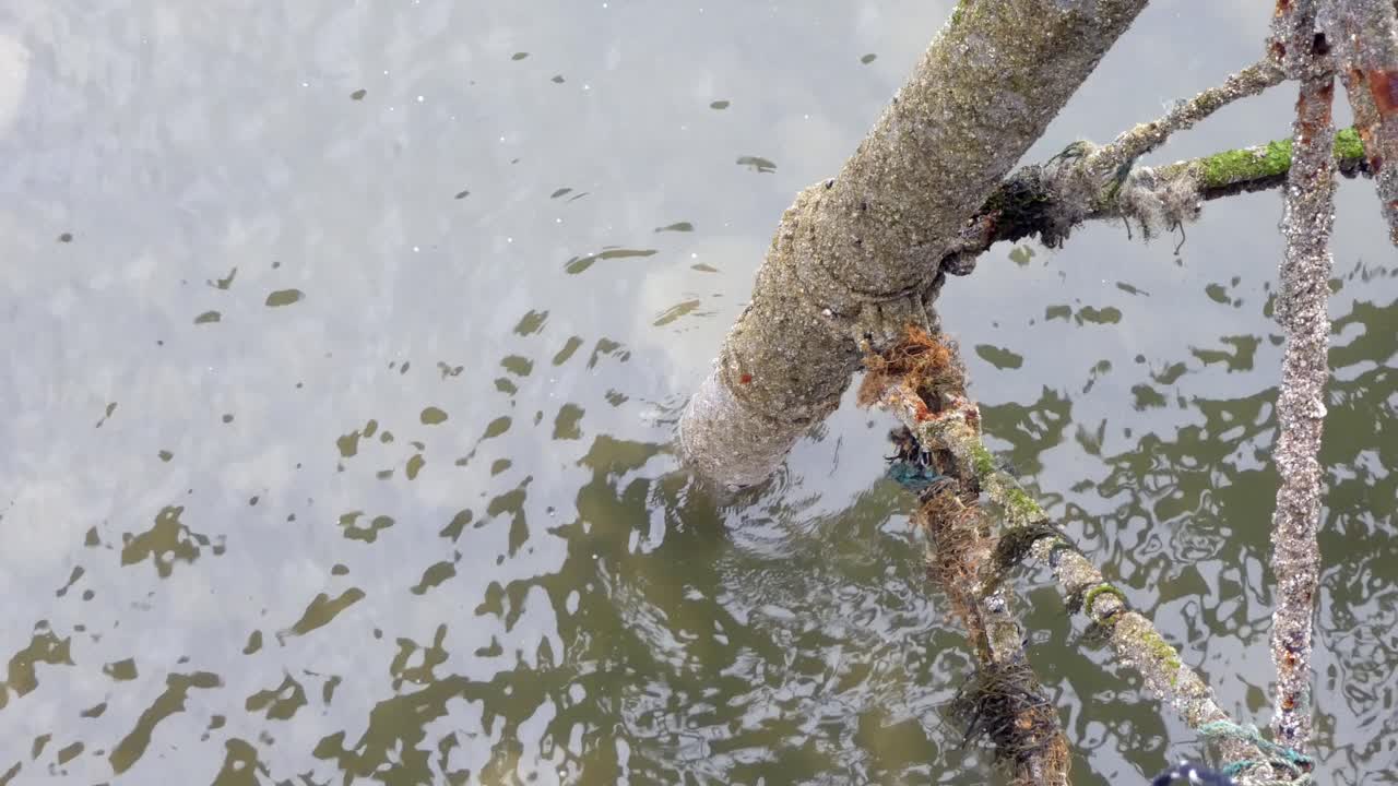 Weathered corroded pier legs covered in seaweed, waves washing around
