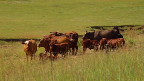 farming beef in the heartland