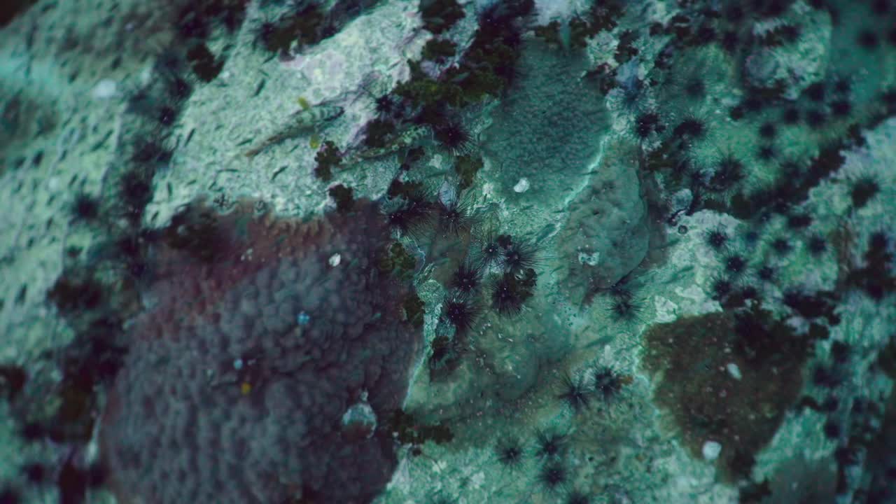 Numerous Sea Urchins and Fish on an Underwater Rocky Reef