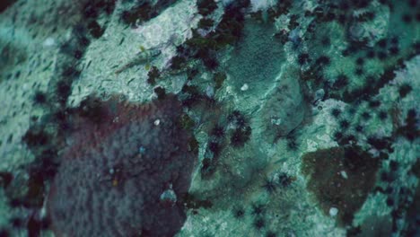 numerous sea urchins and fish on an underwater rocky reef