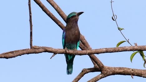 The-Indian-Roller-is-common-in-Thailand,-readily-seen-when-travelling-to-the-province-and-national-parks