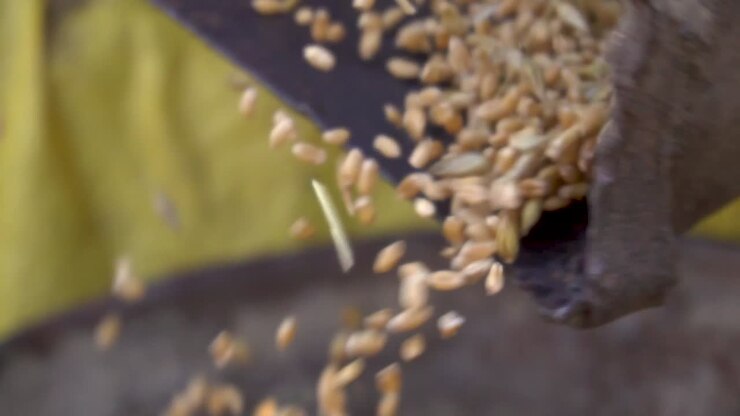 Agricultural Machinery Harvests Organic Wheat Crops.