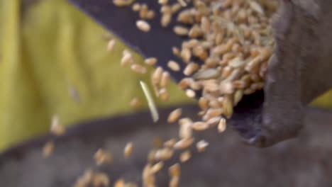 agricultural machinery harvests organic wheat crops.
