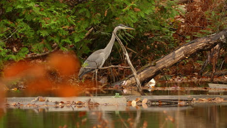 majestuosa gran garza azul en el arroyo del bosque a punto de emboscar a su presa