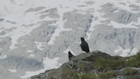 a group of mountain jackdaws walking and flying