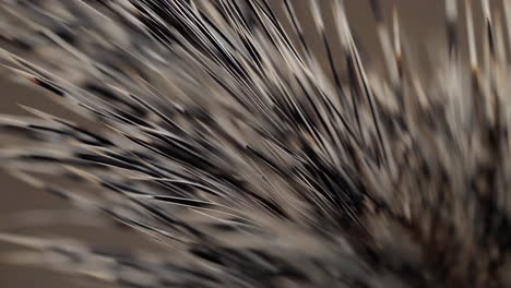close-up of porcupine quills