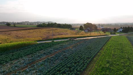 rural farm scene with cauliflower and broccoli plants growing in field at autumn harvest