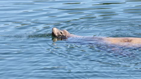 sea lion begging for fish at a fishing boat on vancouver island - canada