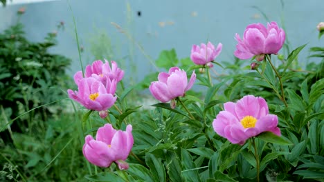 la peonía rosa en plena floración en el jardín