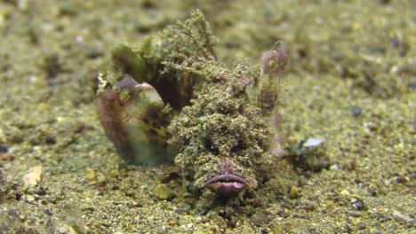 well camouflaged spiny devilfish crawls over sandy bottom using dorsal fins as legs, front view, moving towards camera