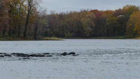 White-birds-flying-over-river-stream-with-autumn-trees-on-side