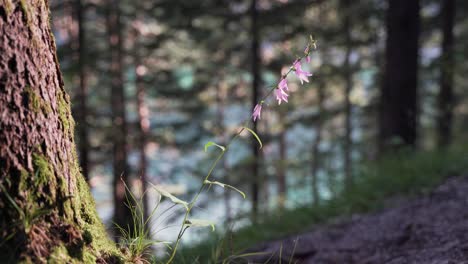 A-close-up-shot-of-a-beautiful-pink-flower-standing-alone-next-to-a-tree