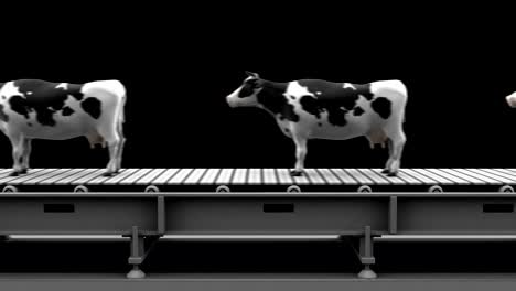 cows on the conveyor belt, 4k. seamless loop, alpha channel.