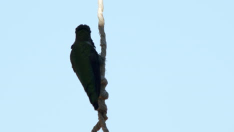 Colibrí-En-Cámara-Lenta-Colgando-De-Hilo-Toma-Vuelo