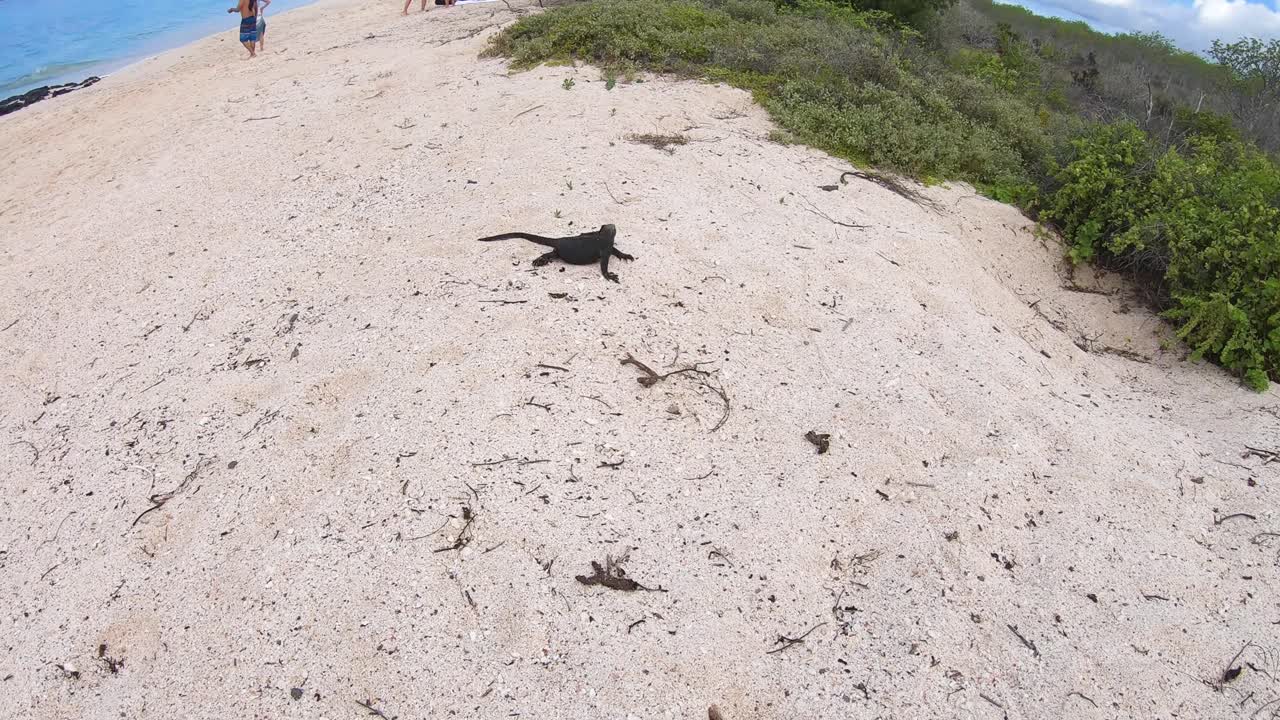 On a beach of the Galapagos islands, a small and black iguana stands on a white sand beach with turquoise water and green plants while tourists walk on the shore