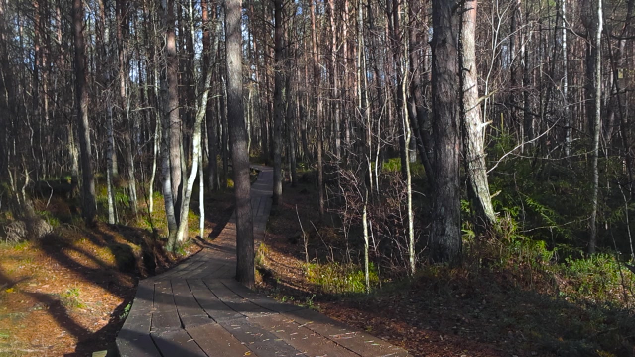 Gorgeous wide wooden hiking trails in a sunny autumn forest where sun shines through tall pine and birch trees. Forest foliage and small plants are growing on the sides, fallen pine needles and leaves