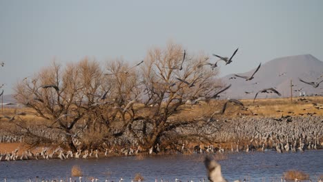 Huge-flock-of-Sandhill-Cranes-flying-away-from-tree