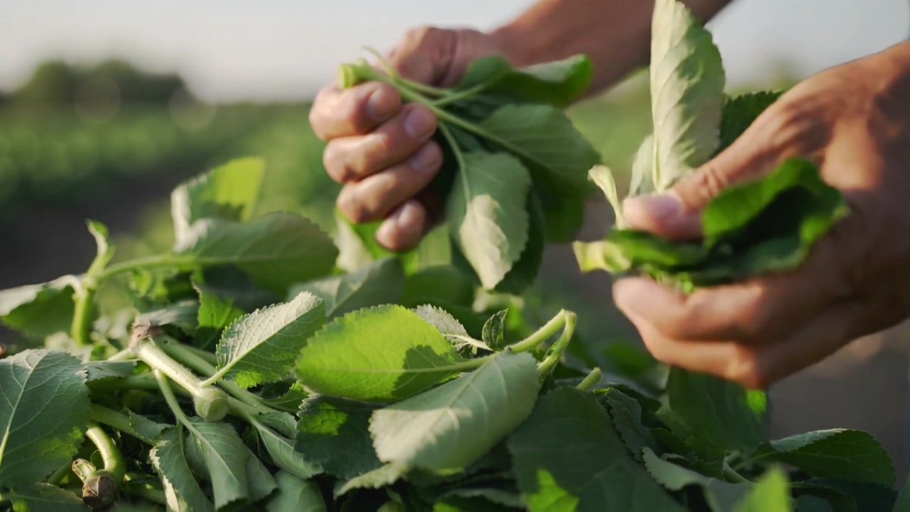 Reaching, worker hands in blue sleeve sorting trimming leaves on pile in field bundling for sale
