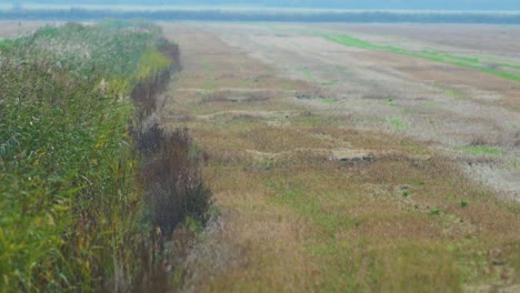 European-roe-deer-walking-and-eating-on-a-field-in-the-evening,-medium-shot-from-a-distance