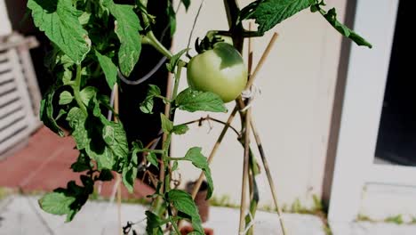 tomates verdes sin madurar que crecen afuera